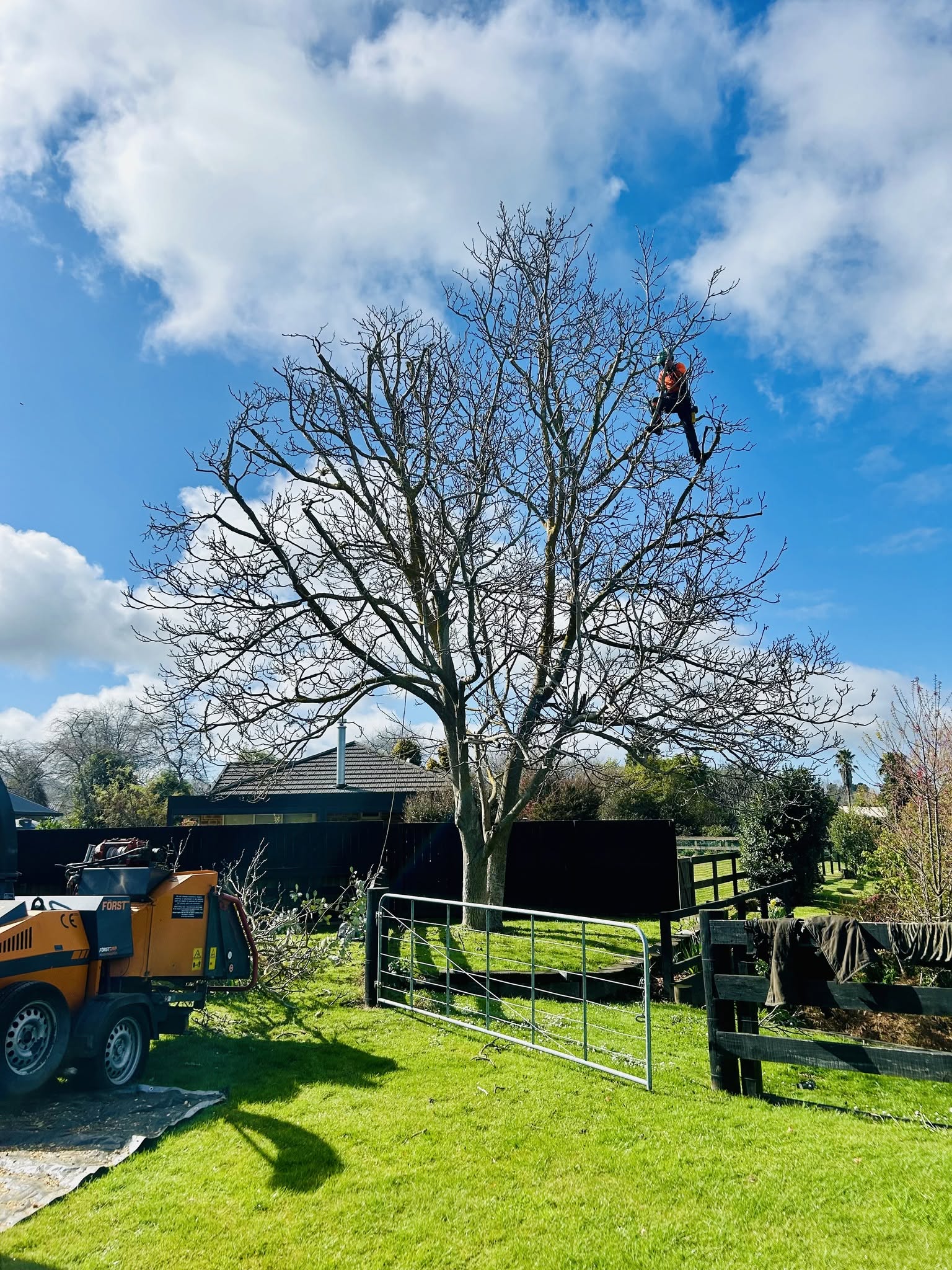 Tree removal with chipper - Cambridge